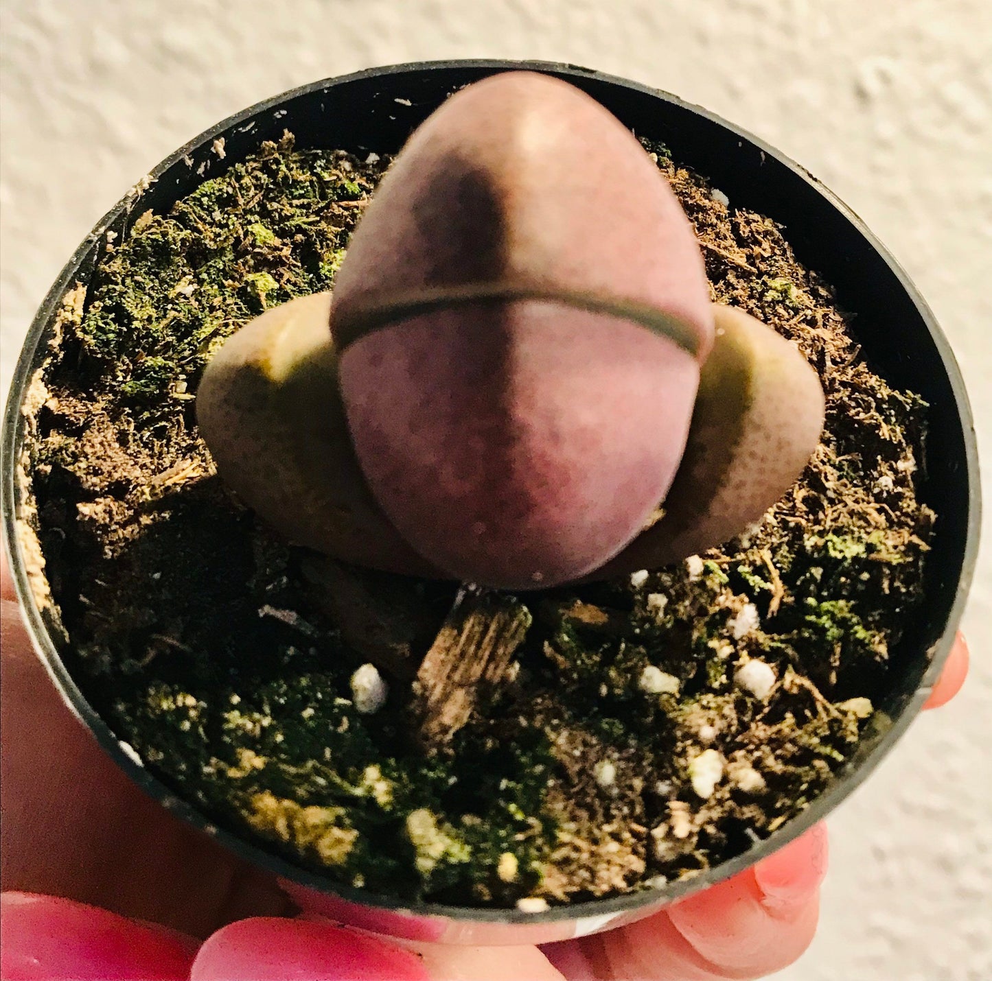 Royal Flush ~ Mimicry Plant ~ Pleiospilos Nelii ~ Purple Split Rock ~ Cleft Stone ~ Succulent