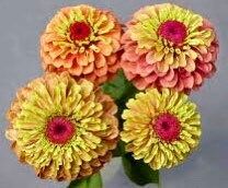 Zinnia “Queen Lime Orange” Seeds ~ Flower Seeds ~ Plants ~ Garden ~ Grow Your Own ~ Spring Flowers ~ Instead of Flowers ~ Flowers