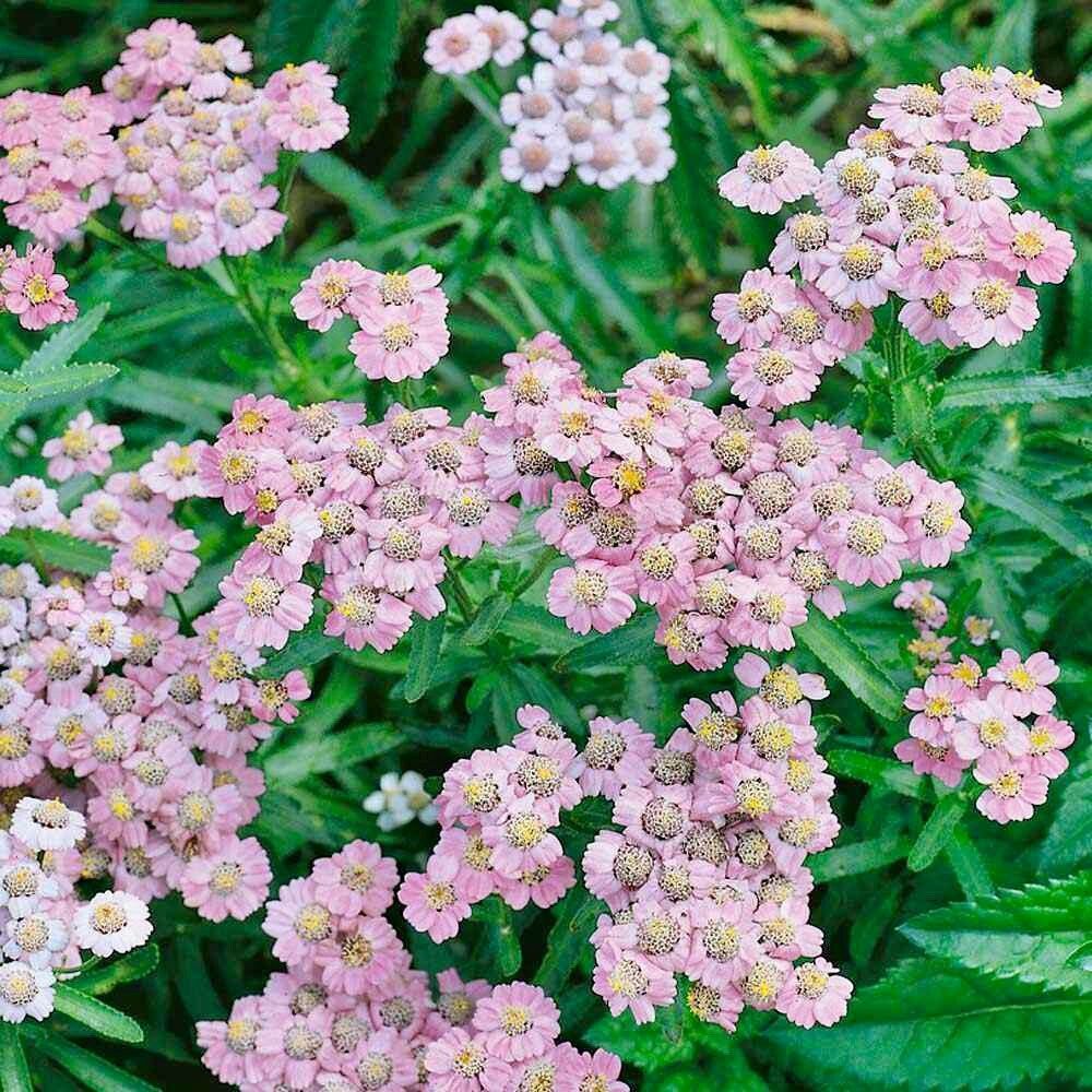 Yellow Love Parade Seeds ~ Achillea Sibirica ~ Rare ~ Rare Plants ~ Grow Your Own ~ Spring Flowers ~ Lovely ~ Bouquets ~ Garden