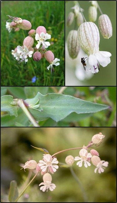 Wild Maidenstears Seeds ~ Bladder Campion ~ Silene Vulgaris ~ Silene Inflata ~ Unique ~ Pretty