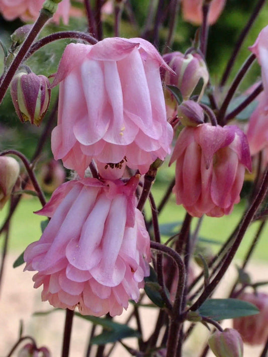 Double Rose Columbine Seeds ~ Flower ~ Perennial Flowers ~ Blooms ~ Grow Your Own ~ Spring Flowers ~ Instead of Flowers ~ Spring