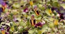 The Creeping Fuchsia Seeds ~ Fuchsia Procumbens ~ Exotic ~ Unique ~ Fun ~ Bees ~ Butterflies ~ Beautiful Flowers