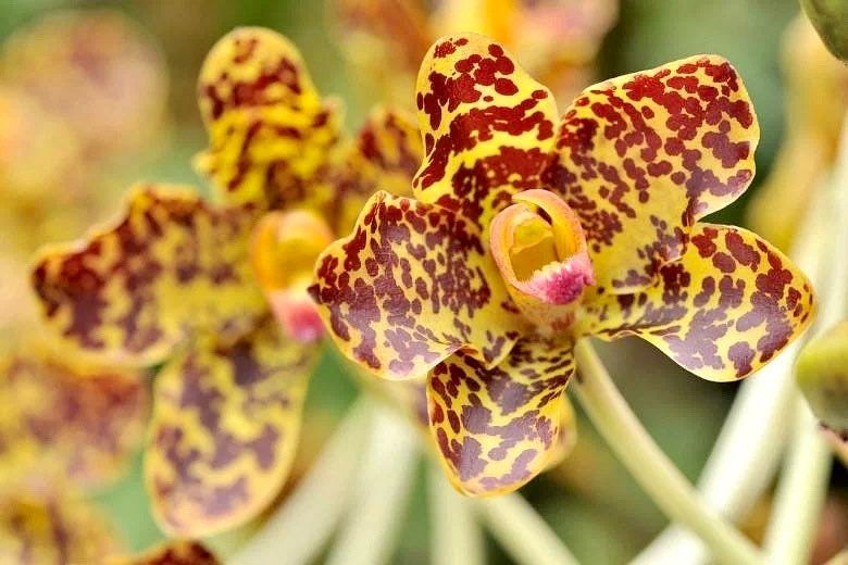 Tiger Orchid Seeds ~ Grammatophyllum Speciosum ~ Usual Flowers ~ Exotic Flower ~ Unique Flowers ~ Funky Plants