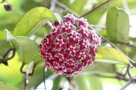 Mixed Hoya Variety Seeds