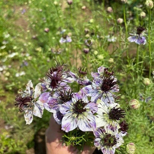 Nigella Papillosa Delft Blue Seeds ~ Forget Me Nots ~ Rare ~ Rare Plants ~ Grow Your Own ~ Spring Flowers