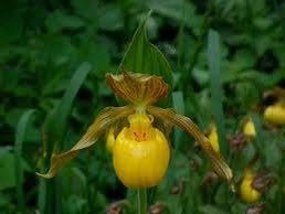 Yellow Lady’s Slipper Orchid Seeds ~ Lady Slipper Orchids ~ Cypripedium Pubescens ~ Unique ~ Cypripedium Parviflorumxotic ~ Exotic