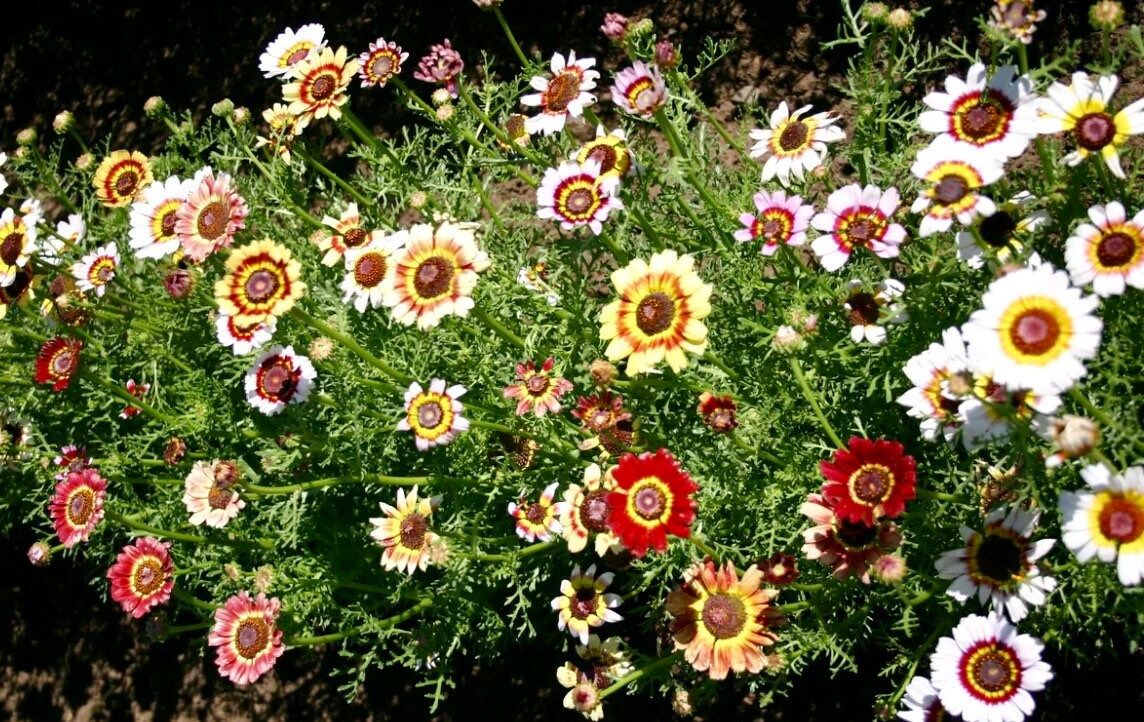 Mix Painted Daisy Seeds ~ Tanacetum Coccineum ~ Chrysanthemum Coccineum ~ Bouquets ~ Spring ~ Gardeners ~ Flowers