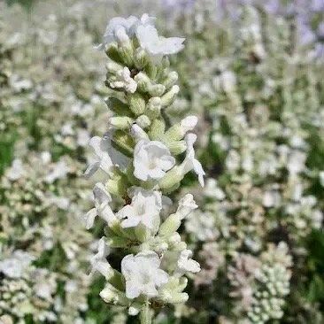 rare lavender plants Rare White Lavender ~ Lavendula Ellagance ~ Plants ~ Garden ~ Grow Your Own ~ Spring Flowers ~ Instead of Flowers ~ Died Bouquets