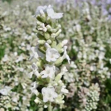 Rare White Lavender ~ Lavendula Ellagance ~ Plants ~ Garden ~ Grow Your Own ~ Spring Flowers ~ Instead of Flowers ~ Died Bouquets