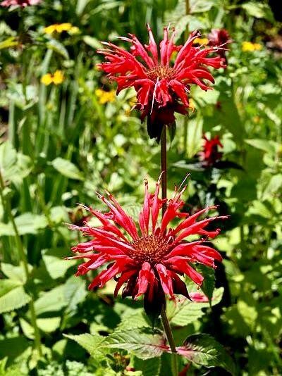 Scarlet Bee Balm Seeds ~ Monarda Didyma ~ Bees ~ Spring Time ~ Grow Your Own ~ Spring ~ Flowers