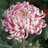 Japanese Pink Chrysanthemum Seeds ~ Cool Flowers ~ Rare ~ Heirloom ~ Beautiful