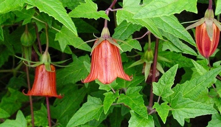 Rare Canary Island Bellflower Seeds ~ Canarina Canariensis ~ Exotic ~ Unique ~ Tropical