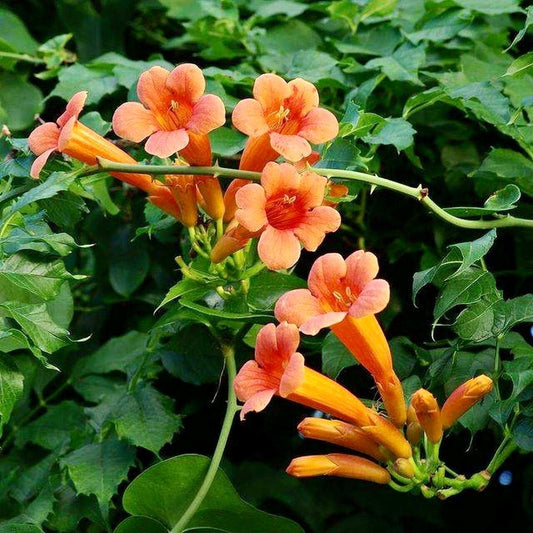 Red Devil’s Trumpet Vine Seeds ~ Trumpet Creeper ~ Campsis Radicans ~ Fresh Seeds ~ Blooms ~ Flowers ~ Instead of Flowers ~ Red