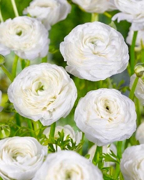 White Double Ranunculus Seeds ~ Wedding Bouquet ~ Flowers ~ Heirloom ~ Fragrance ~ Spring ~ Bouquets for Weddings