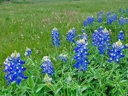 Texas Bluebonnet Seeds ~ Cool Flowers ~ Rare ~ Heirloom Seeds ~ Garden ~ Green Thumb ~ Blue Flowers ~ Plant ~ Flowers ~ Planting ~ Pretty