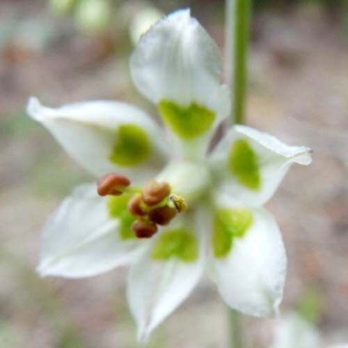 Zigadenus Elegans Seeds ~ Anticlea Elegans ~ Plants ~ Garden ~ Grow Your Own ~ Spring Flowers ~ Instead of Flowers