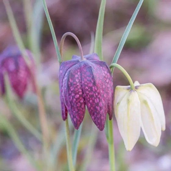 Checker Lily Seeds ~ Fritillaria Affinis Chocolate Mission Bells ~ Flowers ~ Neat Flowers ~ Spring Time ~ Gardens