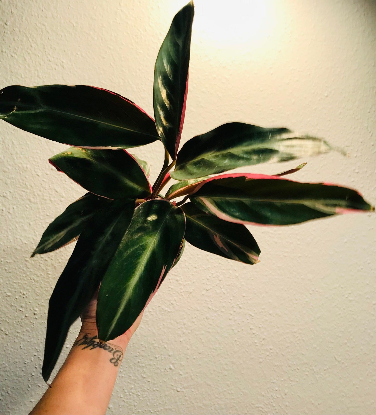 Tricolor Prayer Plant ~ Stromanthe Triostar ~ Easy to Grow House Plant