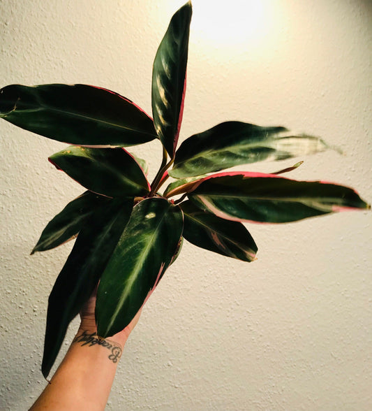 Tricolor Prayer Plant ~ Stromanthe Triostar ~ Easy to Grow House Plant