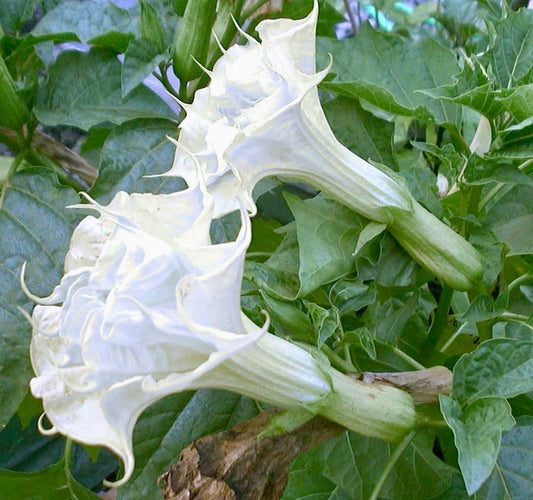 Double Yellow Angel’s Trumpet Seeds ~ Devil’s Trumpet ~ Datura Metel ~ Fresh Seeds ~ Blooms ~ Flowers ~ Instead of Flowers ~ Hummingbirds