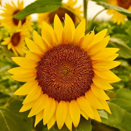 Perveredovik Sunflower Seeds ~ Fall ~ Heirloom Seeds ~ Autumn