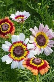 Mix Painted Daisy Seeds ~ Tanacetum Coccineum ~ Chrysanthemum Coccineum ~ Bouquets ~ Spring ~ Gardeners ~ Flowers