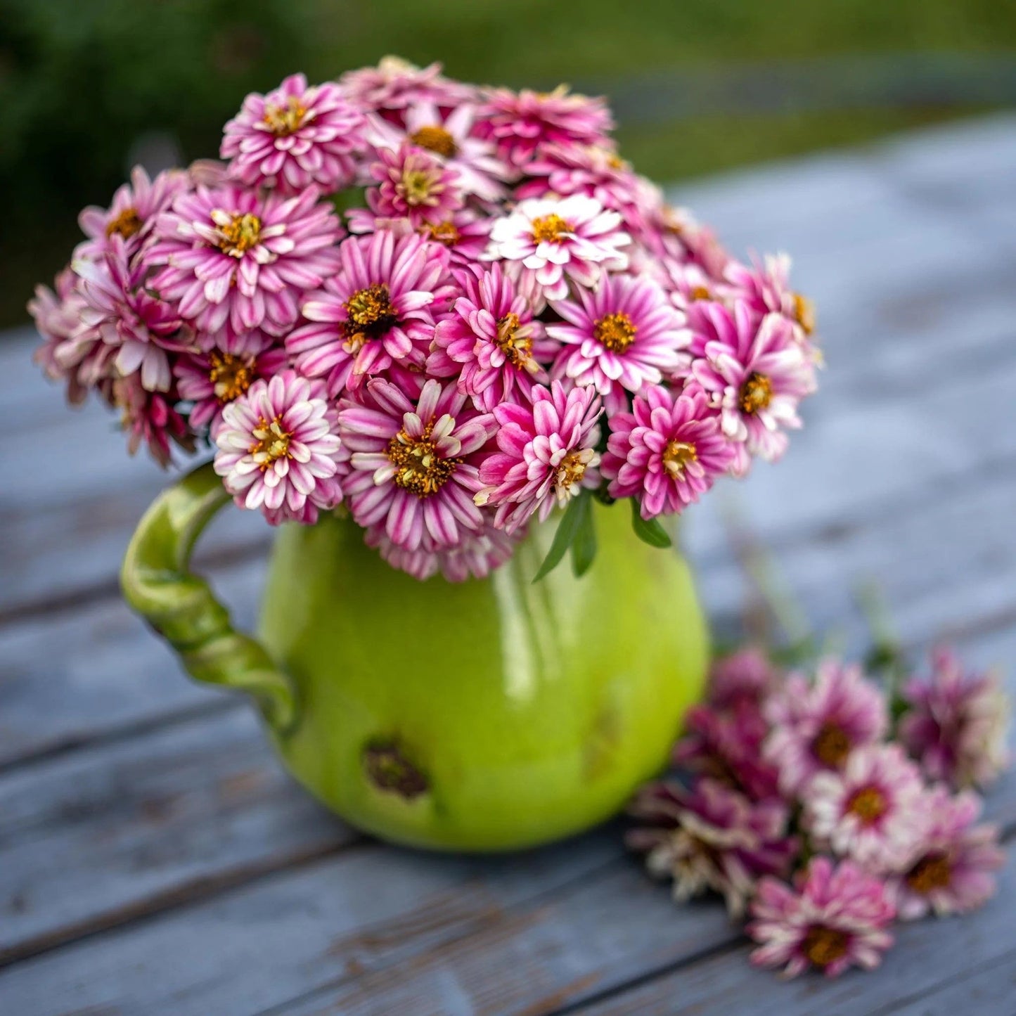 Zinnia “Zahara Double Raspberry Ripple” Seeds ~ Flower Seeds ~ Plants ~ Garden ~ Grow Your Own ~ Spring Flower ~ Instead of Flowers ~ Flower