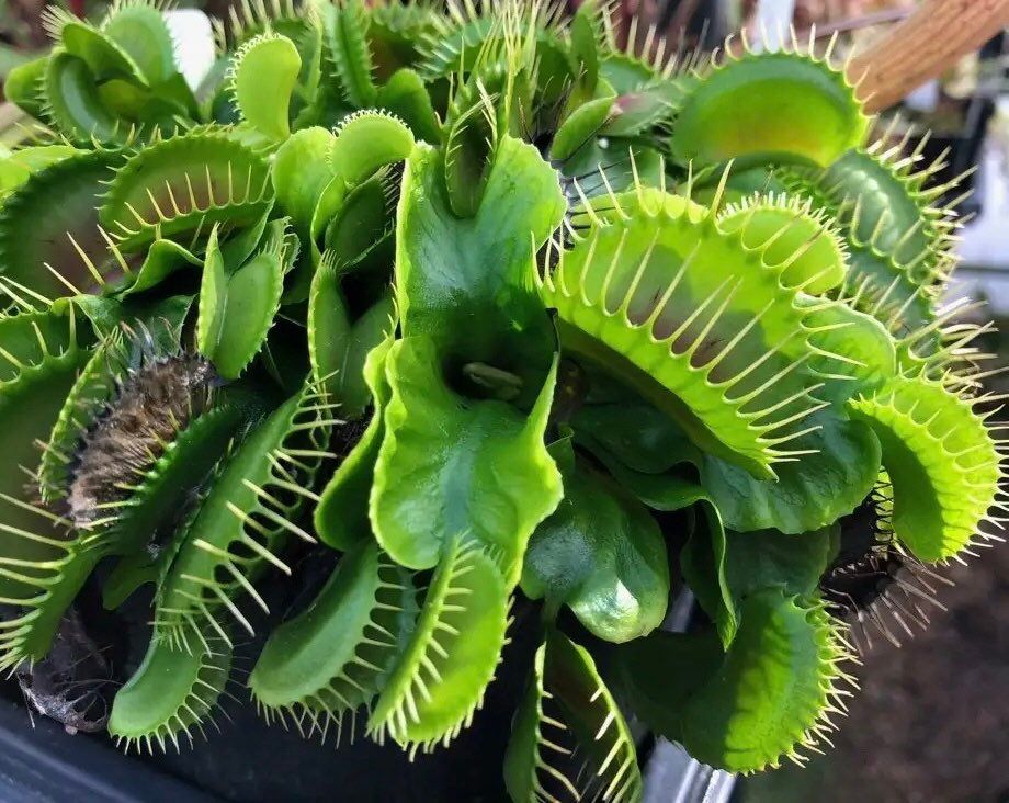 Variety Venus Flytrap Seeds ~ The Seeds of Giants ~ Carnivorous Plants ~ Carnivore ~ Grow Your Very Own