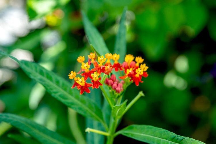 Bloodflower Seeds ~ Asclepias Curassavica ~ Milkweed ~ Seeds ~ Butterflies ~ Gifts ~ Grow Your Own ~ Spring Flowers ~ Instead of Flowers