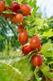 Mixed Gooseberry Seeds ~ Plants ~ Garden ~ Grow Your Own ~ Spring Flowers ~ Instead of Flowers ~ Fruit