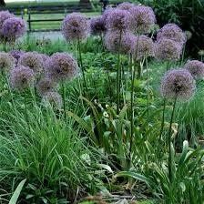 Allium Cristophii Seeds ~ Star of Persia ~ Plants ~ Garden ~ Grow Your Own ~ Spring Flowers ~ Instead of Flowers ~ Presents