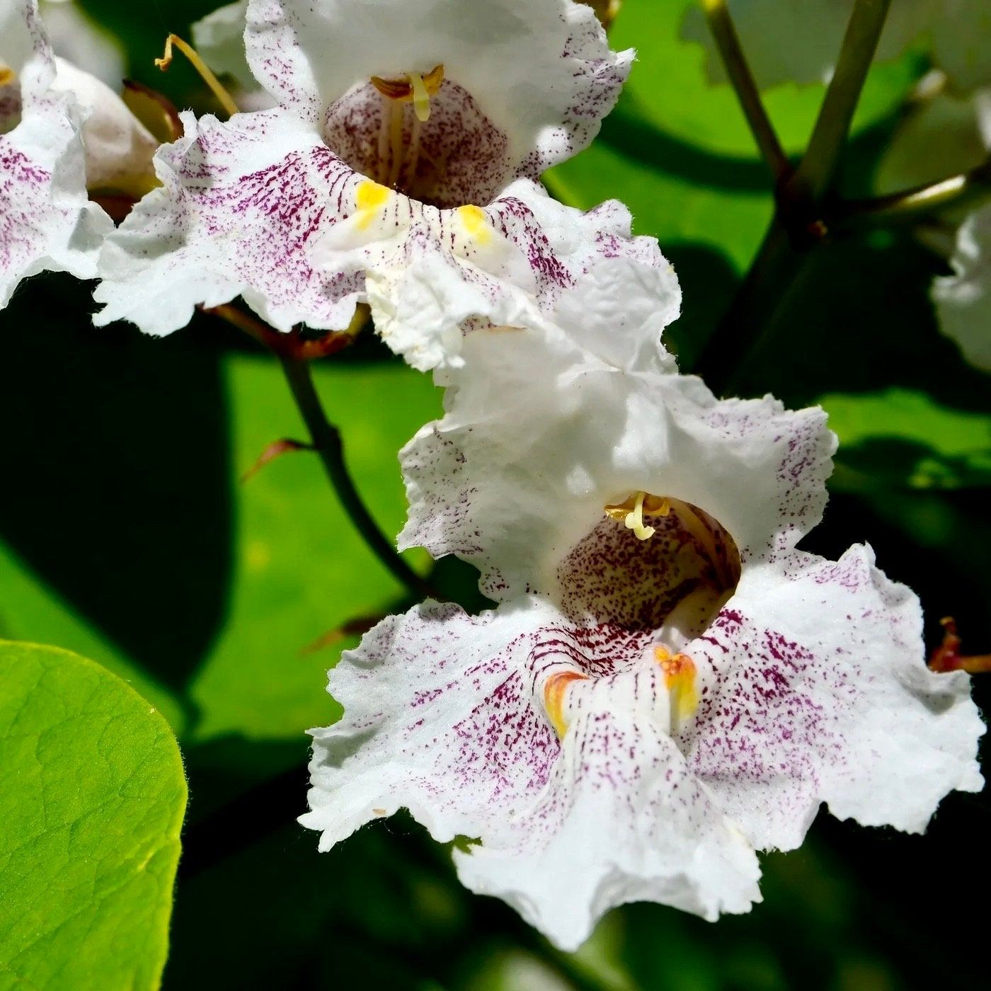 Showy Catalpa Tree Seeds ~ Catawba Catalpa Speciosa ~ Flowers ~ Home Garden ~ Exotic Flower ~ Rare