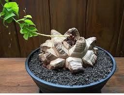 elephant foot plant seeds Rare Dioscorea Elephantipes Seeds ~ Elephant's Foot ~ Elephant’s Foot Vine ~ Hottentot Bread ~ Exotic ~ Cool Plants ~ Easy Care