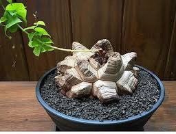 Rare Dioscorea Elephantipes Seeds ~ Elephant's Foot ~ Elephant’s Foot Vine ~ Hottentot Bread ~ Exotic ~ Cool Plants ~ Easy Care