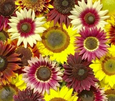 Pretty Colorful Mix Sunflower Seeds ~ Helianthus Annuus ~ Pretty Flowers ~ Garden ~ Fall ~ Heirloom Seeds ~ Autumn