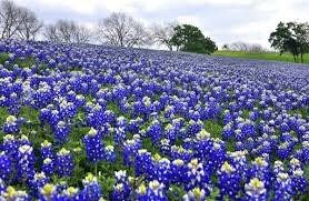 Texas Bluebonnet Seeds ~ Cool Flowers ~ Rare ~ Heirloom Seeds ~ Garden ~ Green Thumb ~ Blue Flowers ~ Plant ~ Flowers ~ Planting ~ Pretty