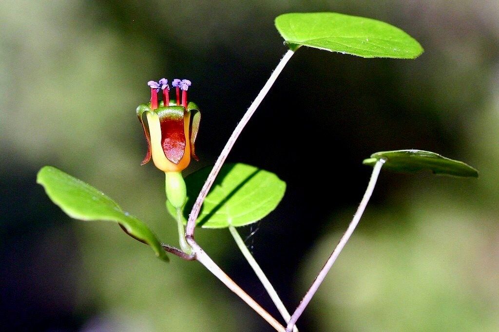 The Creeping Fuchsia Seeds ~ Fuchsia Procumbens ~ Exotic ~ Unique ~ Fun ~ Bees ~ Butterflies ~ Beautiful Flowers