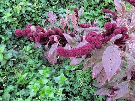 Amaranth Elephant Head Seeds ~ Amaranthus Gangeticus ~ Unique ~ Dried Flowers ~ Bouquets ~ Bizarre