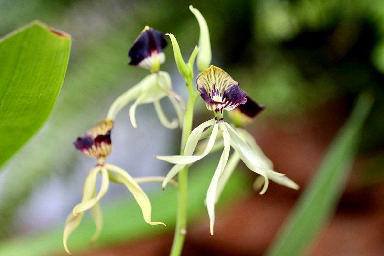 The Clamshell Orchid ~ Prosthechea Cochleata ~ Cockleshell Orchid ~ Beautiful Flowers