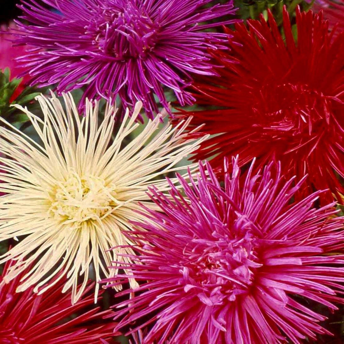 Mixed Colored Needle Aster Seeds ~ Spider Aster ~ Spring Time ~ Garden ~ Pretty Flowers ~ Bouquet ~ Wedding Flowers ~ Flowers ~ Asters