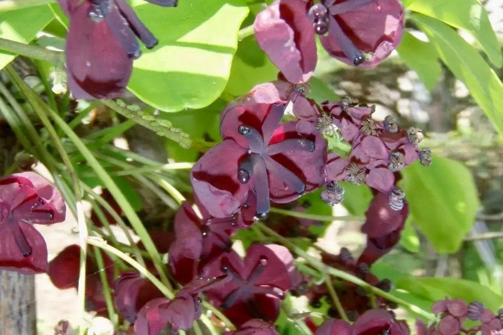 Chocolate Vine Seeds ~ Akebia Quinata ~ Five-leaf Chocolate Vine ~ Five-leaf Akebia