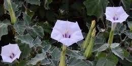 Unique Angel’s Trumpet Seeds ~ Datura Discolor ~ Desert Thornapple ~ Trumpet Creeper ~ Fresh Seeds ~ Blooms ~ Flowers ~ Fragrance ~ Pretty