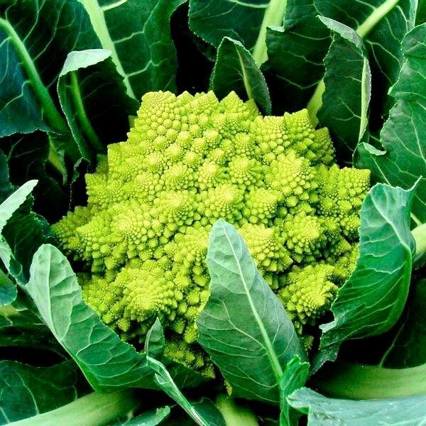 Chartreuse Romanesco Broccoli Seeds ~ Brassica Oleracea ~ Wild Cabbage ~ Broccoli ~ Heirloom ~ Grow Your Own ~ Vegetables ~ Veggies