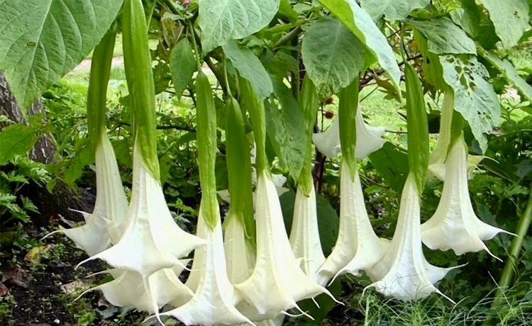 Double Yellow Angel’s Trumpet Seeds ~ Devil’s Trumpet ~ Datura Metel ~ Fresh Seeds ~ Blooms ~ Flowers ~ Instead of Flowers ~ Hummingbirds