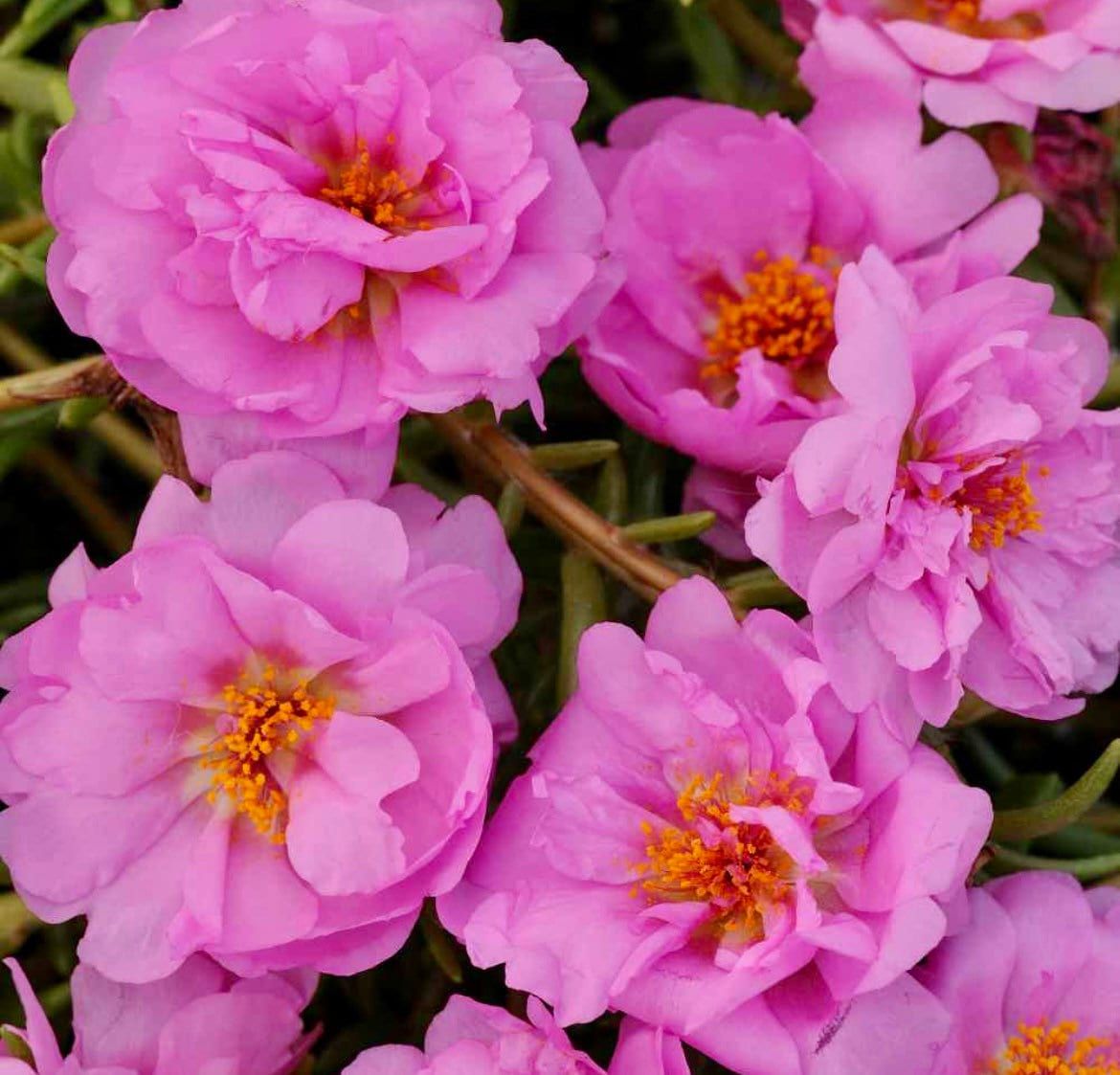 Moss Rose Seeds ~ Rose Purslane Double Flower Seeds ~ Plants ~ Garden ~ Grow Your Own ~ Spring Flowers