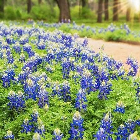 Texas Bluebonnet Seeds ~ Cool Flowers ~ Rare ~ Heirloom Seeds ~ Garden ~ Green Thumb ~ Blue Flowers ~ Plant ~ Flowers ~ Planting ~ Pretty