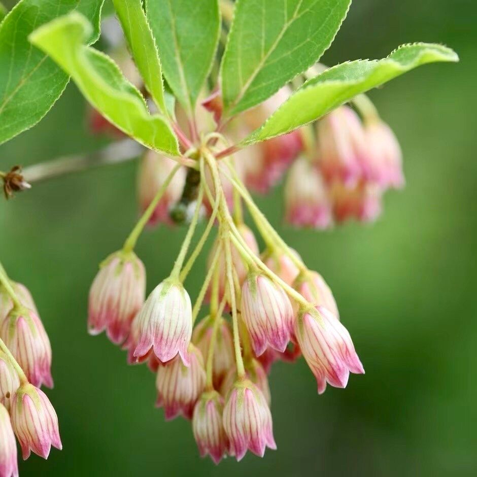 Japanese Furin Seeds ~ Tsutsuji Enkianthus Campanulatus ~ Bell ~ Grow Your Own ~ Spring ~ Houseplants ~ Gift Ideas ~ Beautiful Flowers