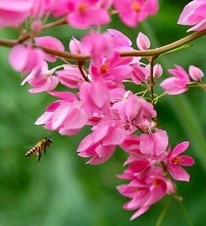 Rare Pink Coral Vine Chain of Love Seeds ~ Antigonon Leptopus ~ Heart Shaped Flowers ~ Blooms ~ Cut Flowes ~ Beautiful ~ Bouquets