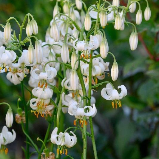 White Turk’s Cap Lily Seeds ~ Malvaviscus arboreus var. drummondii ~ Lilium Martagon ~ Cut Flowers ~ Bouquets ~ Pretty ~ Christmas Flowers