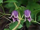 Clematis Fusca Seeds ~ Plants ~ Garden ~ Grow Your Own ~ Spring Flowers ~ Instead of Flowers